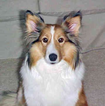 Sheepdog Shetland dog