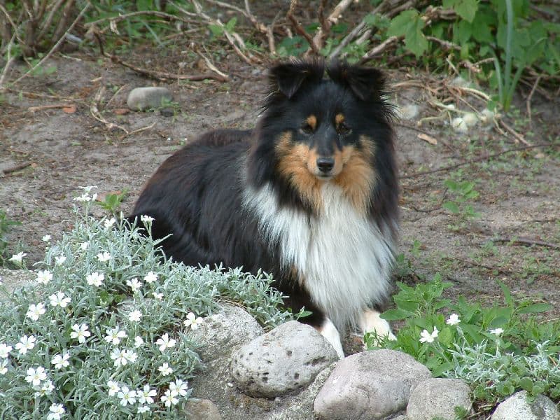 Sheepdog