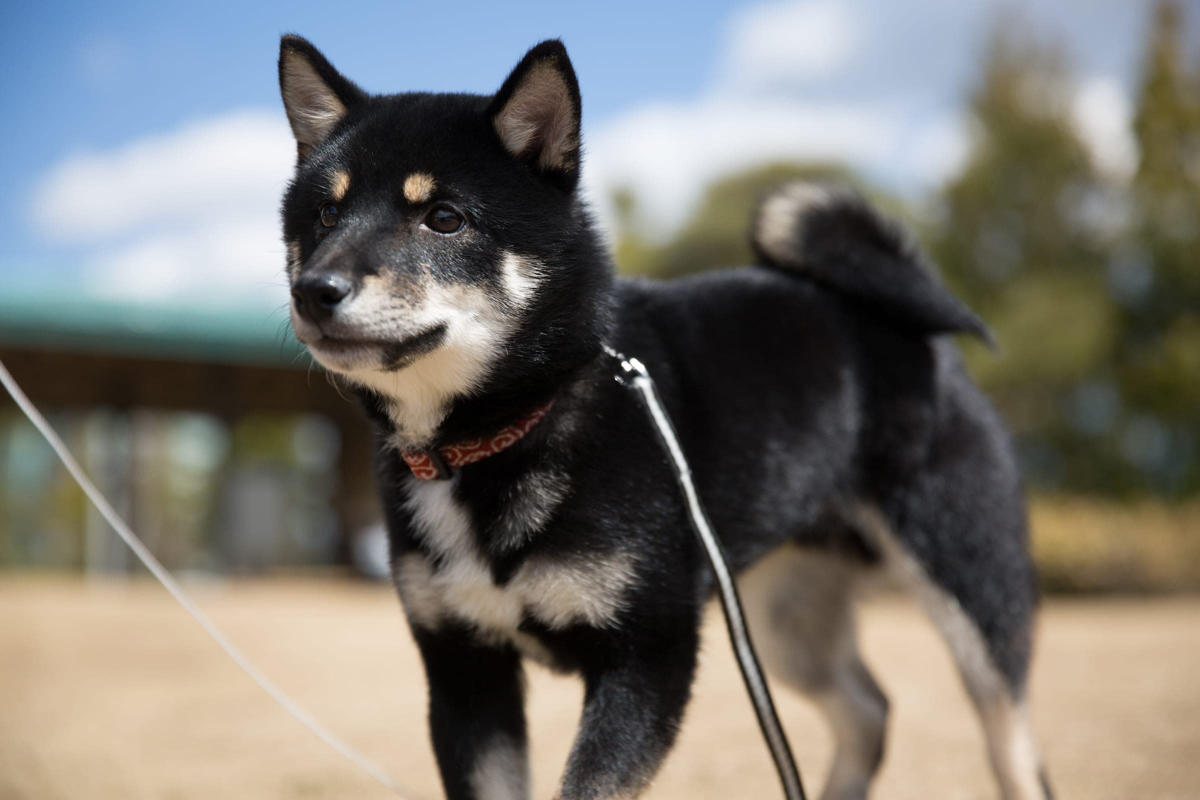 Shiba dog