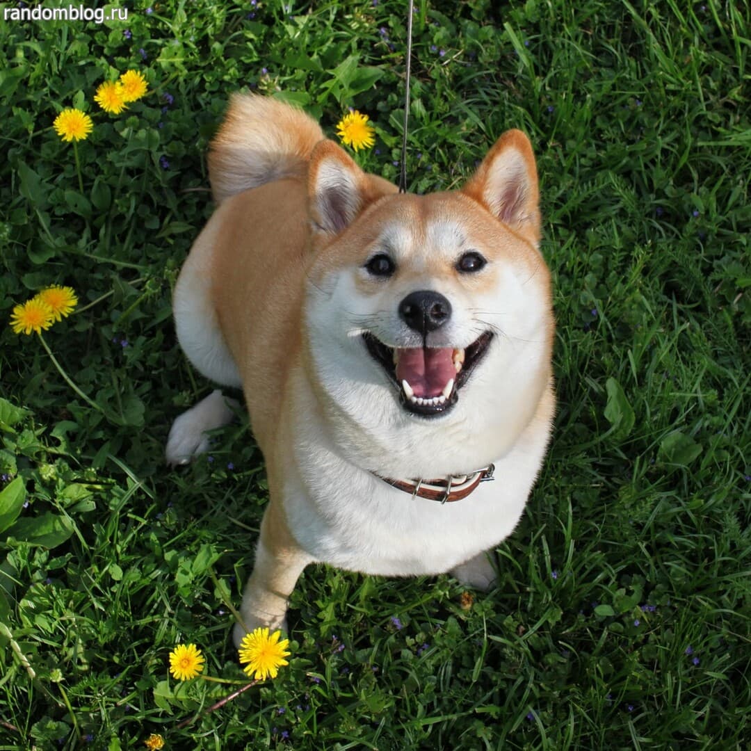 Shiba