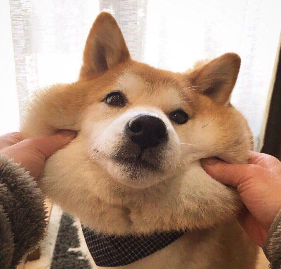 Shiba dog