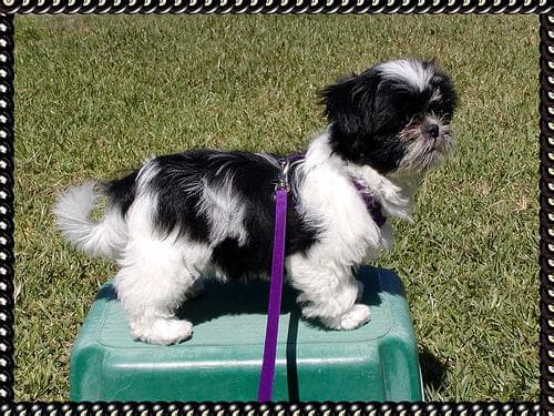 Shihtzu dog