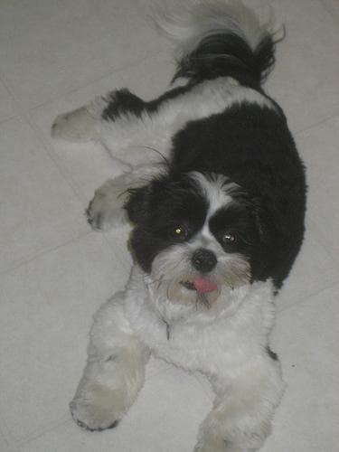 Shihtzu dog