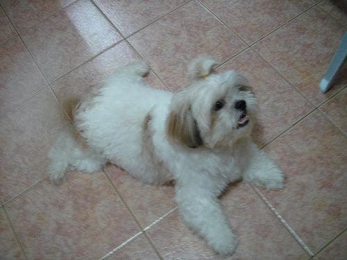 Shihtzu dog