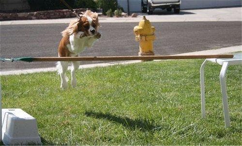 Spaniel Blenheim dog