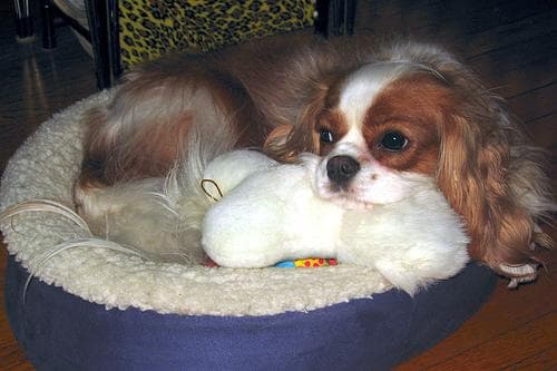 Spaniel Blenheim dog