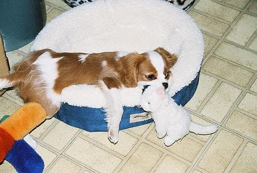 Spaniel Blenheim dog