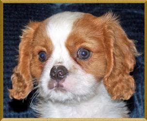 Spaniel dog