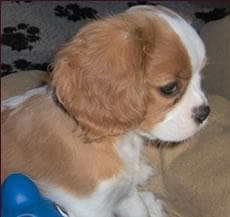 Spaniel dog