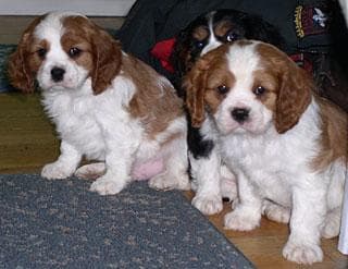 Spaniel dog