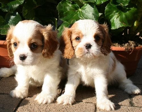Spaniel Blenheim