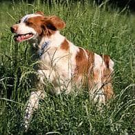 Spaniel Brittany