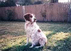 Spaniel Brittany dog