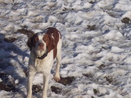 Spaniel Brittany dog