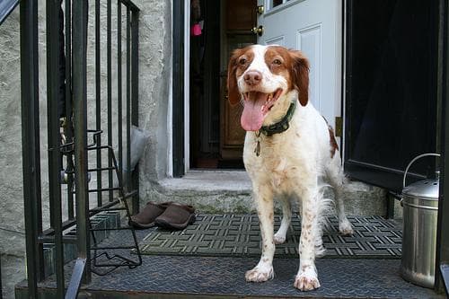 Spaniel Brittany