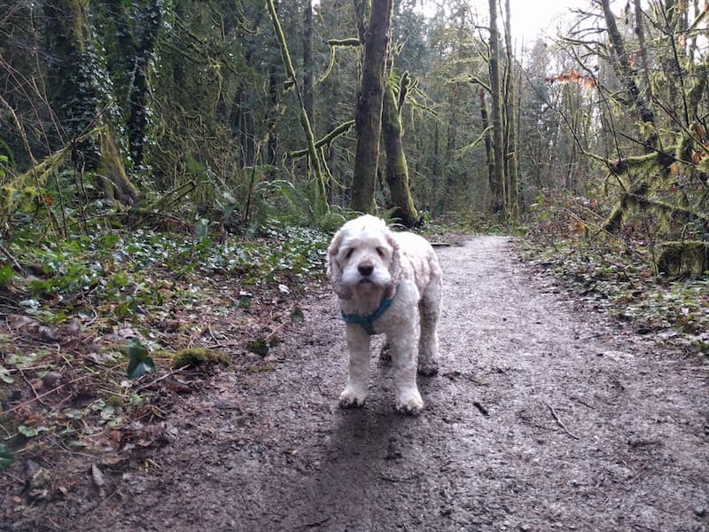 Spaniel Cocker