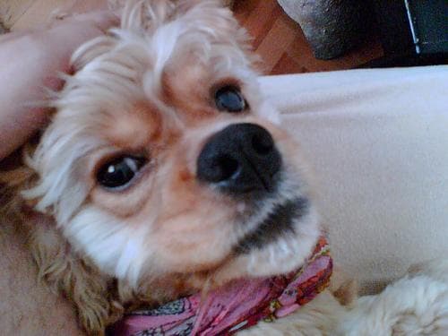 Spaniel Cocker dog