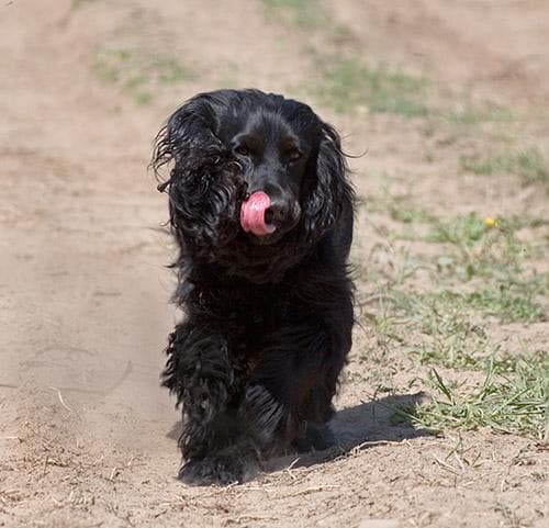 Spaniel Cocker dog