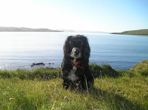 Spaniel Cocker dog