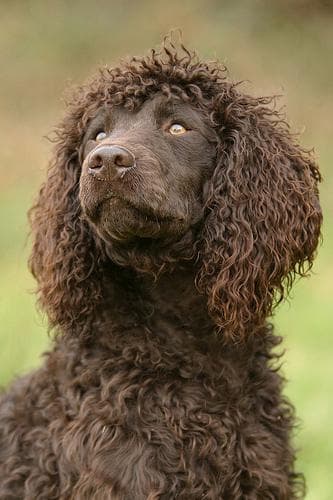 Spaniel Irish dog