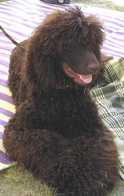 Spaniel Irish dog