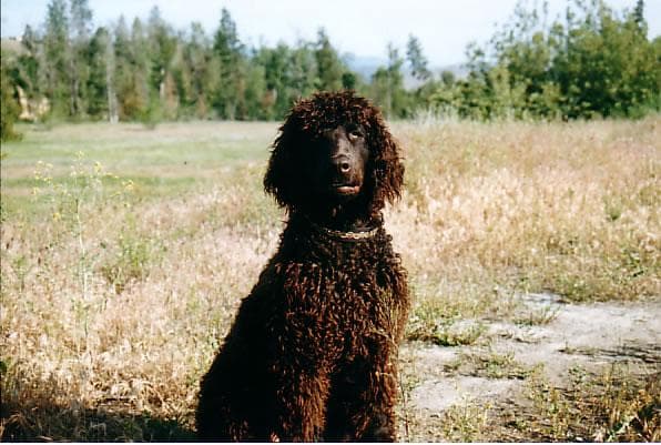 Spaniel Irish dog