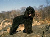 Spaniel Irish dog