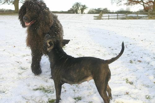 Cute dog