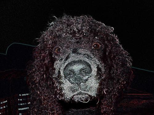 Spaniel