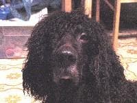Spaniel Irish