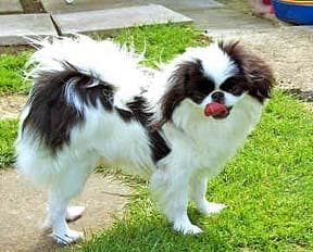 Spaniel Japanese dog