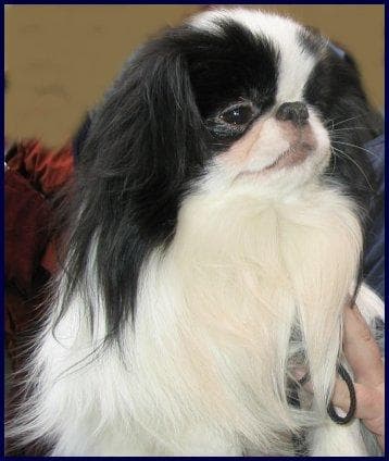 Spaniel Japanese