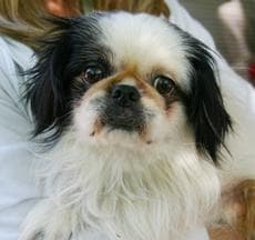 Cute dog