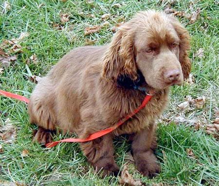Spaniel Sussex dog
