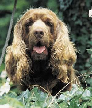 Spaniel Sussex dog