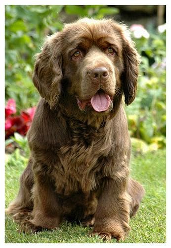 Spaniel Sussex dog