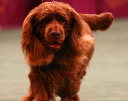 Spaniel Sussex