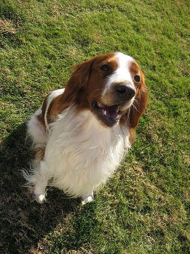 Spaniel Welsh dog
