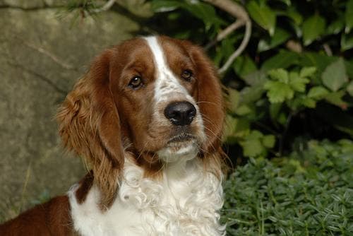 Spaniel Welsh
