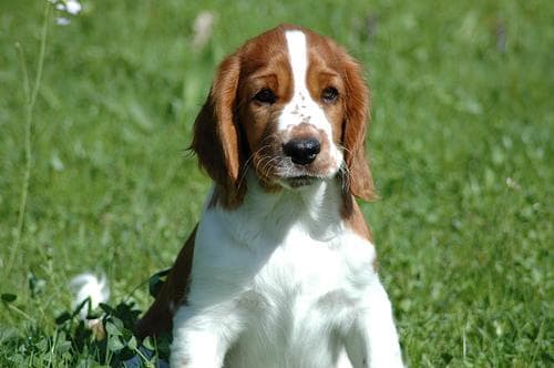 Spaniel Welsh dog