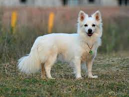 Spitz Indian