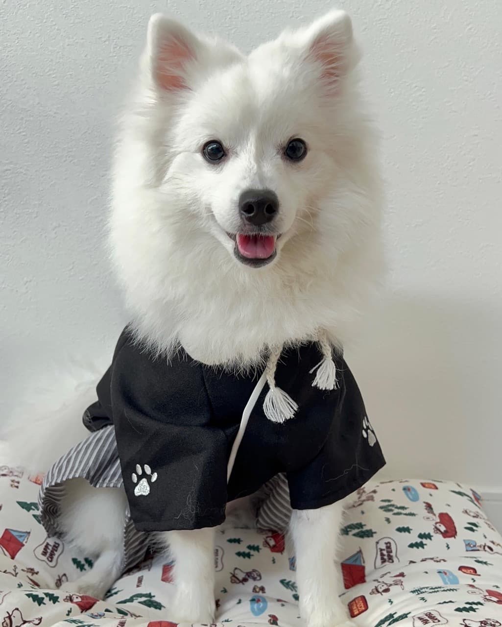 Spitz Japanese dog