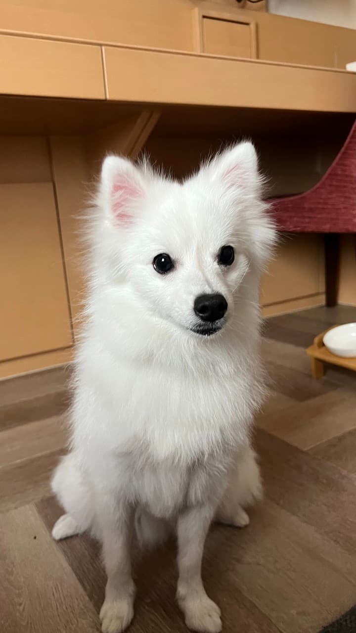 Spitz Japanese