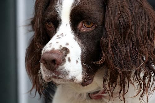 Springer English dog