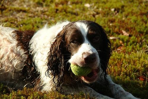Springer dog