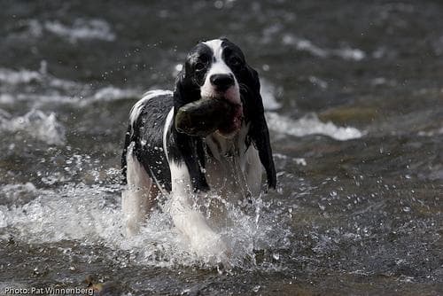 Springer English dog