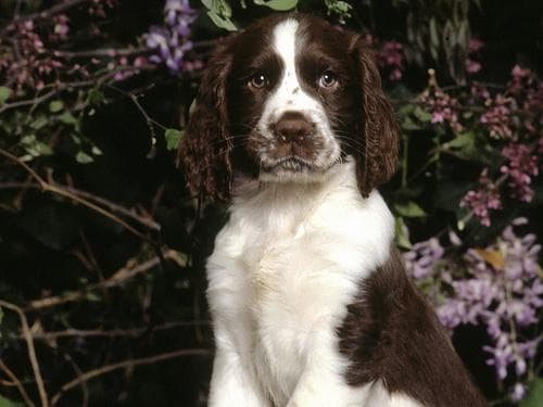 Springer English dog