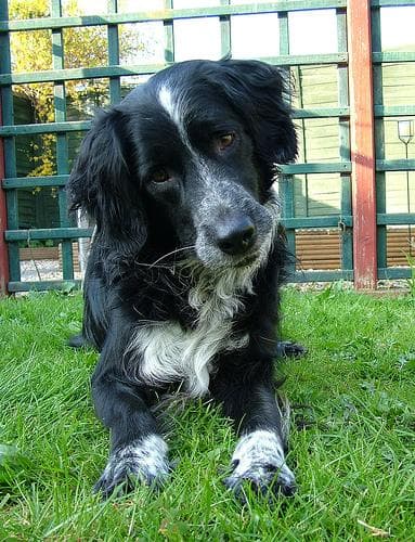 Springer dog