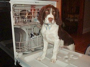 Springer English dog