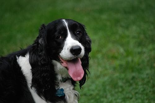 Springer
